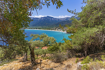 View of olive trees and Golden Beach at Chrysi Ammoudia, Thassos, Aegean Sea, Greek Islands, Greece, Europe