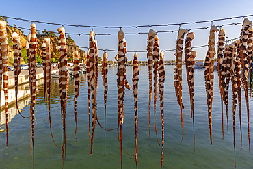 View of squid hanging on a line in the harbour in Limenaria village, Limenaria, Thassos, Aegean Sea, Greek Islands, Greece, Europe