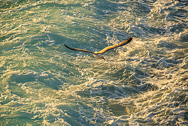 View of seagull from ferry at sunset, Kavala, Dimos Kavalas, Eastern Macedonia and Thrace, Gulf of Thasos, Gulf of Kavala, Greece, Europe