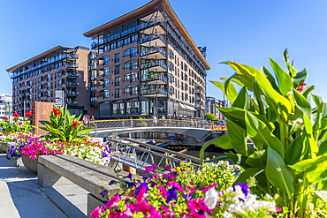 View of summer flowers and waterfront architecture, Aker Brygge, Oslo, Norway, Scandinavia, Europe