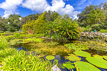 View of water lily pads in pond and tropical flora in Giardini la Mortella Botanical Gardens, Forio, Island of Ischia, Campania, Italy, Europe