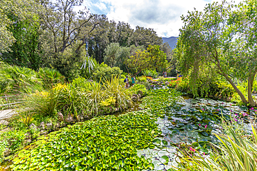 View of water lily pads in pond and tropical flora in Giardini la Mortella Botanical Gardens, Forio, Island of Ischia, Campania, Italy, Europe