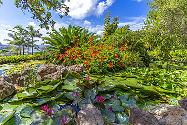 View of tropical flora in Giardini la Mortella Botanical Gardens, Forio, Island of Ischia, Campania, Italy, Europe