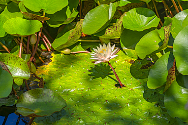 View of water lily and tropical flora in Giardini la Mortella Botanical Gardens, Forio, Island of Ischia, Campania, Italy, Europe