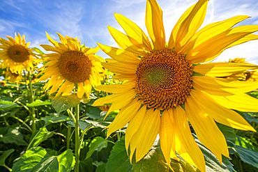 View of sunflowers at Barlow Sunflower Fields, Barlow, Derbyshire, England, United Kingdom, Europe