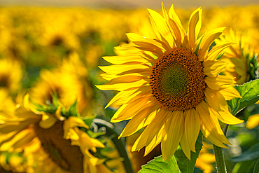 View of sunflowers at Barlow Sunflower Fields, Barlow, Derbyshire, England, United Kingdom, Europe