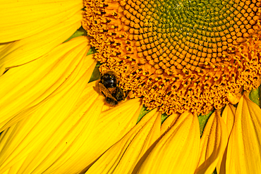 View of sunflowers at Barlow Sunflower Fields, Barlow, Derbyshire, England, United Kingdom, Europe