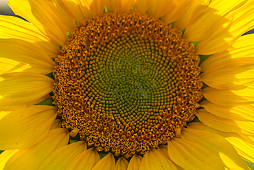 View of sunflowers at Barlow Sunflower Fields, Barlow, Derbyshire, England, United Kingdom, Europe