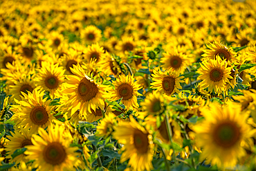 View of sunflowers at Barlow Sunflower Fields, Barlow, Derbyshire, England, United Kingdom, Europe