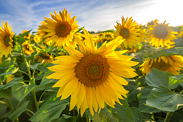 View of sunflowers at Barlow Sunflower Fields, Barlow, Derbyshire, England, United Kingdom, Europe