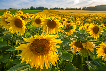 View of sunflowers at Barlow Sunflower Fields, Barlow, Derbyshire, England, United Kingdom, Europe