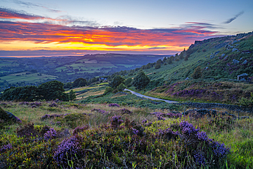 View of landscape from Curbar Edge with purple flowering heather at sunset, Peak District National Park, Baslow, Derbyshire, England, United Kingdom, Europe