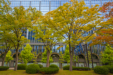 View of colourful trees turning in autumn against modern buildings, Kanazawa City, Ishikawa Prefecture, Honshu, Japan