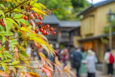 View of autumn leaves and red berries in the Higashi Chaya District, Kanazawa City, Ishikawa Prefecture, Honshu, Japan, Asia