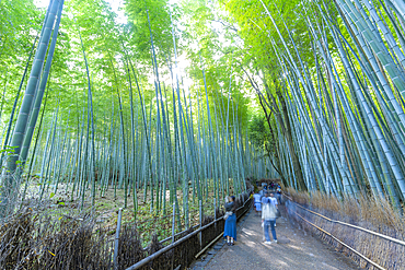 View of Bamboo walkway, Sagatenryuji Tateishicho, Ukyo Ward, Kyoto, Honshu, Japan