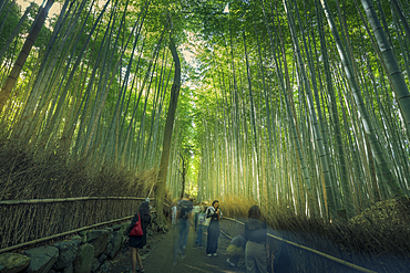 View of Bamboo walkway, Sagatenryuji Tateishicho, Ukyo Ward, Kyoto, Honshu, Japan