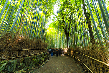 View of Bamboo walkway, Sagatenryuji Tateishicho, Ukyo Ward, Kyoto, Honshu, Japan