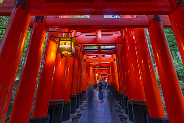 View of The Endless Red Gates (Torii) at Kyoto's Fushimi Inari Buddist Temple, Fukakusa Yabunouchicho, Fushimi Ward, Kyoto, Japan, Asia