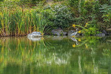 View of heron in Shoseien Garden in early Autumn, Shimogyo Ward, Higashitamamizucho, Kyoto, Honshu, Japan