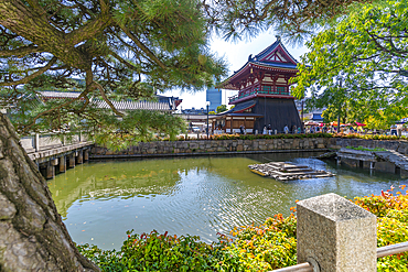 View of Kita-indogane-do and turtles in turtle pond on a sunny day, Shitennoji, Tennoji Ward, Osaka, Honshu, Japan, Asia