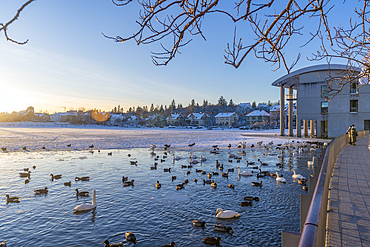 View of swans and ducks with Iceland model building in the city centre of Reykjavík during winter, Reykjavík, Iceland, Europe