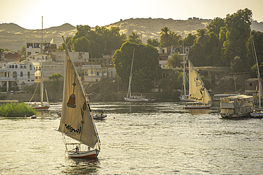 View of fellucas on the Nile river during golden hour, Aswan, Nubia, Egypt, North Africa, Africa