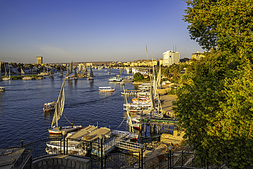 View of fellucas on the Nile river from Feryal Garden during golden hour, Aswan, Nubia, Egypt, North Africa, Africa