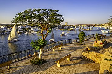 View of fellucas on the Nile river from Feryal Garden during golden hour, Aswan, Nubia, Egypt, North Africa, Africa