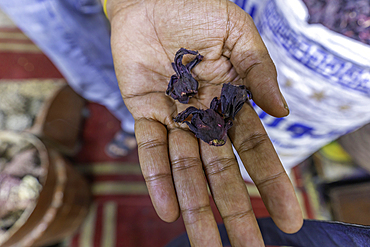 View of hand holding herbs in Aswan Old Souks, Aswan, Nubia, Egypt, Africa