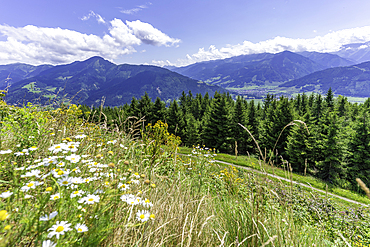 View of flowers, meadows and mountains from Plettsaukopf Reservoir on a sunny day, Bruckberg, Salzburg, Austria, Europe