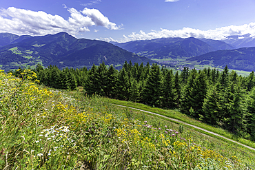 View of flowers, meadows and mountains from Plettsaukopf Reservoir on a sunny day, Bruckberg, Salzburg, Austria, Europe