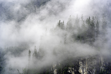 View of cloud amongst pine trees at Krimml Waterfalls during summer, Krimml Waterfalls, Hohe Tauern National Park, Salzburger Land, Austria, Europe