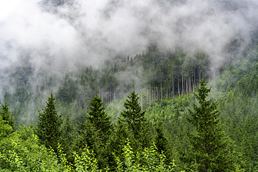 View of cloud amongst pine trees at Krimml Waterfalls during summer, Krimml Waterfalls, Hohe Tauern National Park, Salzburger Land, Austria, Europe