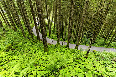View of woodland at Krimml Waterfalls during summer, Krimml Waterfalls, Hohe Tauern National Park, Salzburger Land, Austria, Europe