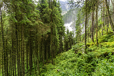 View of woodland at Krimml Waterfalls during summer, Krimml Waterfalls, Hohe Tauern National Park, Salzburger Land, Austria, Europe