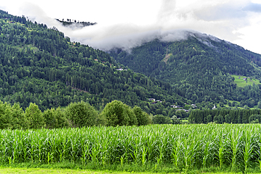 View of landscape near Kaprun during summer, Kaprun, Zell am See, Salzburg, Austria, Europe