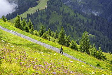 View of hiker among pine trees from Schmittenhöhebahn top station 2000m on a sunny day, Zell am See, Salzburg, Austria, Europe