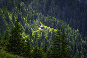 View of cabin among pine trees and cloud from Schmittenhöhebahn top station 2000m on a sunny day, Zell am See, Salzburg, Austria, Europe