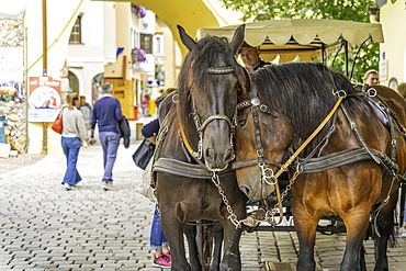 View of horses in the old town during summer, Kitzbuhel, Austrian Tyrol, Austria, Europe