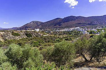 View of olive trees and Piskopiano village from Limenas Chersonisou, Crete, Greek Islands, Greece, Europe
