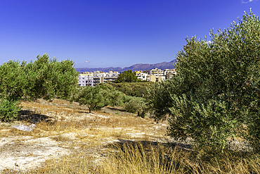View of olive trees and Limenas Chersonisou, Crete, Greek Islands, Greece, Europe