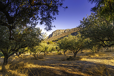 View of olive trees and mountain in background near Piskopiano village, Piskopiano, Crete, Greek Islands, Greece, Europe