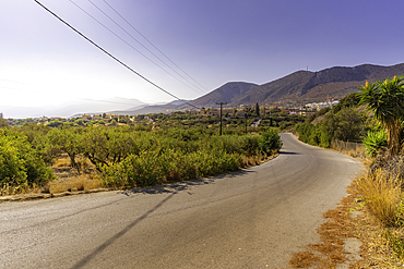 View of olive trees and mountains in background near Piskopiano village, Piskopiano, Crete, Greek Islands, Greece, Europe