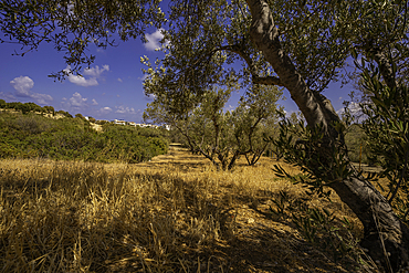 View of olive trees near Piskopiano village, Piskopiano, Crete, Greek Islands, Greece, Europe