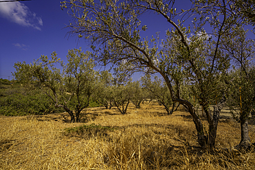View of olive trees near Piskopiano village, Piskopiano, Crete, Greek Islands, Greece, Europe