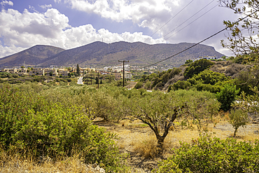 View of olive trees near Piskopiano village, Piskopiano, Crete, Greek Islands, Greece, Europe