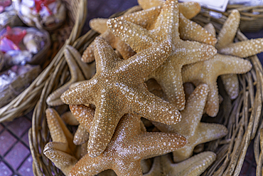View of souvenir star fish in souvenire shop in Limenas Chersonisou, Crete, Greek Islands, Greece, Europe