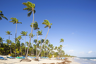 Bavaro Beach, Punta Cana, Dominican Republic, West Indies, Caribbean, Central America