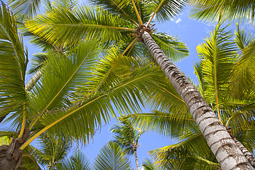Palm trees, Punta Cana, Dominican Republic, West Indies, Caribbean, Central America