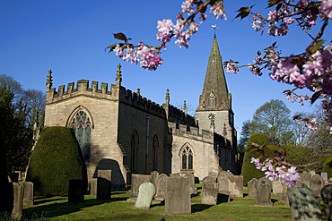 Baslow Parish Church and spring cherry blossom, Derbyshire, England, United Kingdom, Europe